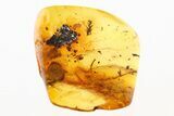 Detailed Fossil Moss Twig (Bryophyta) In Baltic Amber #275501-1